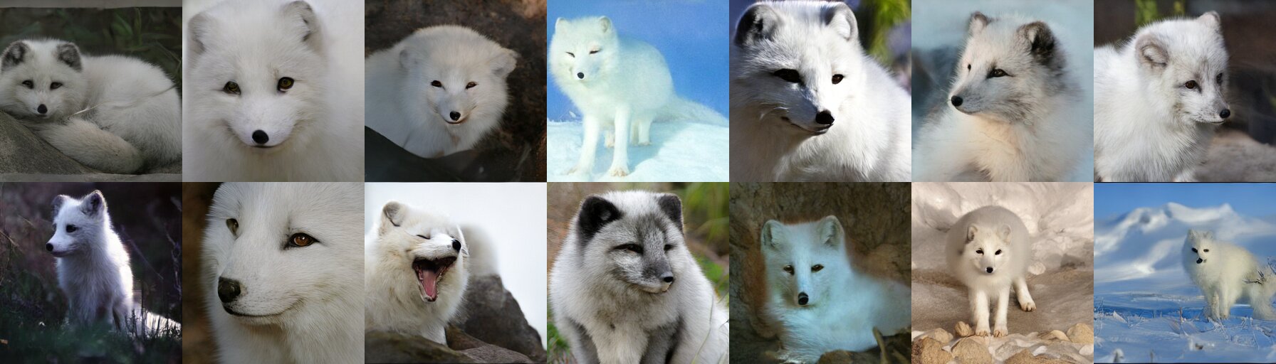 Uncurated CDMD samples, ImageNet class Arctic fox, 1 sampling step.